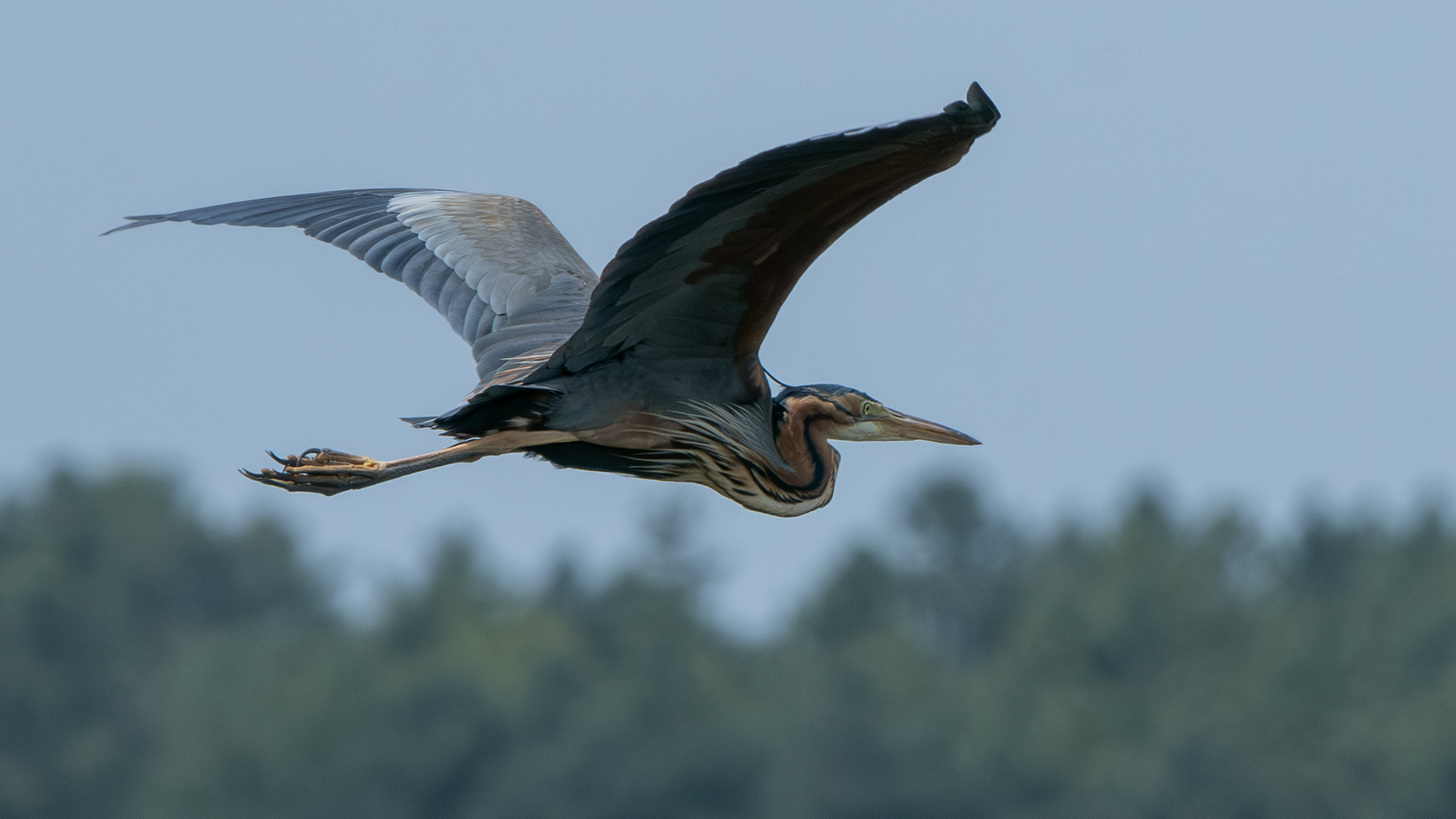 Purple Heron